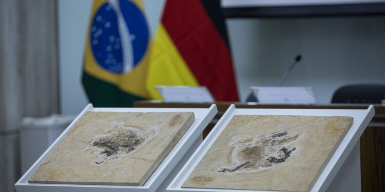 Brasil quer recuperar dinossauros e patrimônios que estão em 14 países